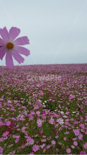 꽃,꽃축제,분홍색꽃,꽃구경,코스모스,봄,봄꽃,풍경,감성,자연,flower,가을,계절,fall,autumn,season,plant,식물,blossom,daisy,데이지,daisies,geranium,제라늄