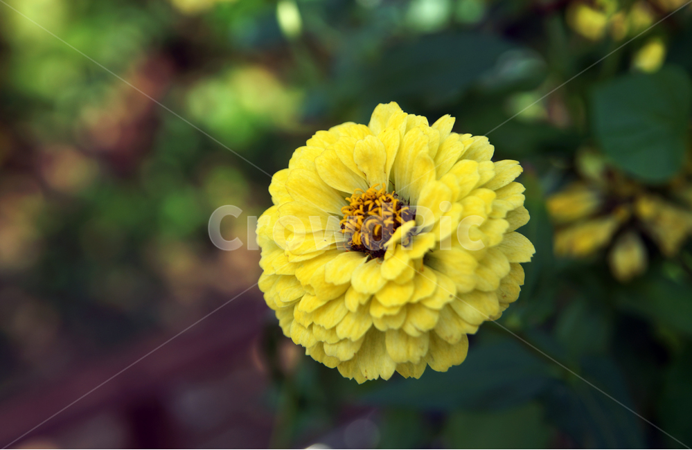 백일홍,꽃,식물,국화과,원예식물,한해살이풀,식물,자연,plants,nature,꽃,flower