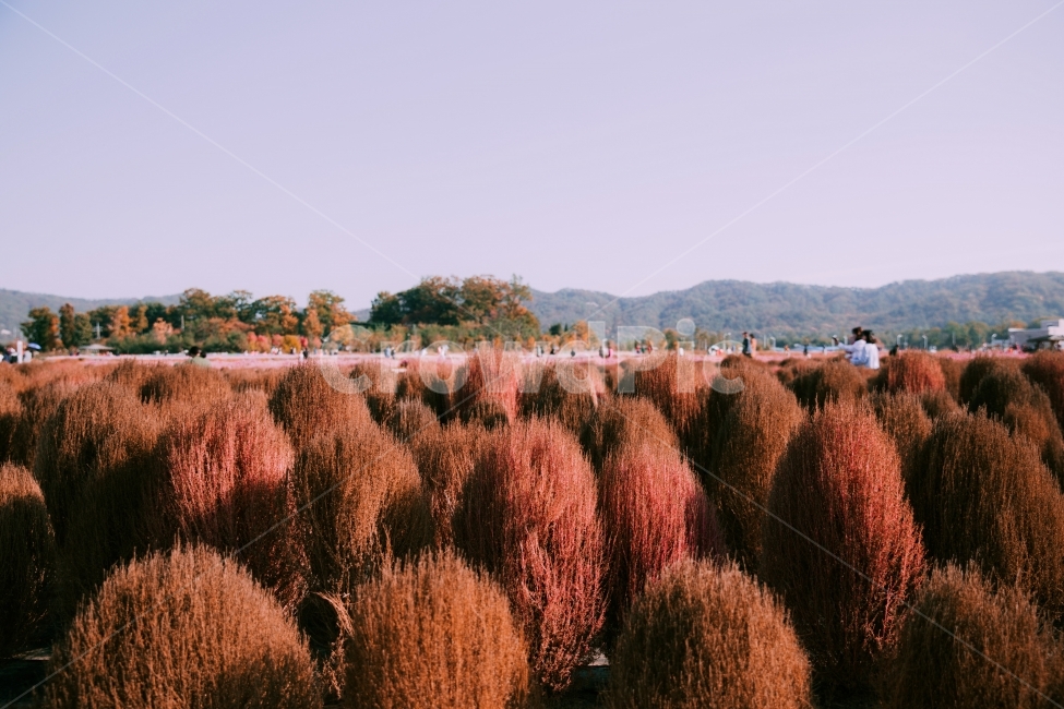 가을,양주,나리공원,풍경,코키아,자연,landscape,autumn,nature,가을,계절,fall,autumn,season,자연,풍경,nature,landscape,사람들,대중,군중,other people,crowd,감성,sensible,feeling