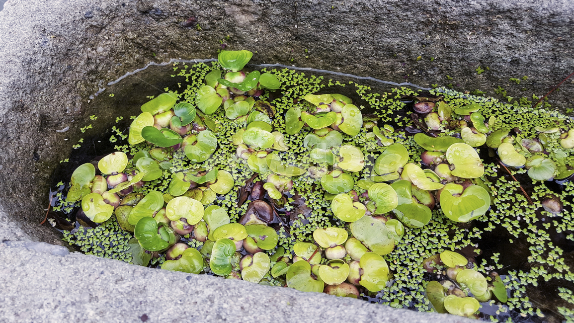 부레옥잠,식물,화분,수상식물,자연,연못,waterhyacinth,pond,flowerpot,pot,plants,leaves,green,nature,background