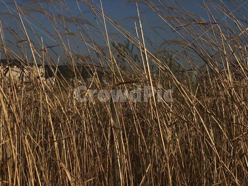 나무,nature,outdoors,옥외,feeling,갈대,grass,잔디,plant,식물