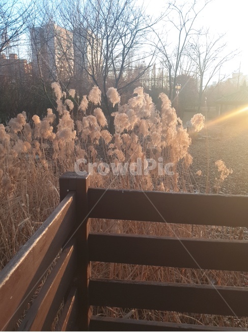 갈대,햇살,식물,공원,오후,풍경