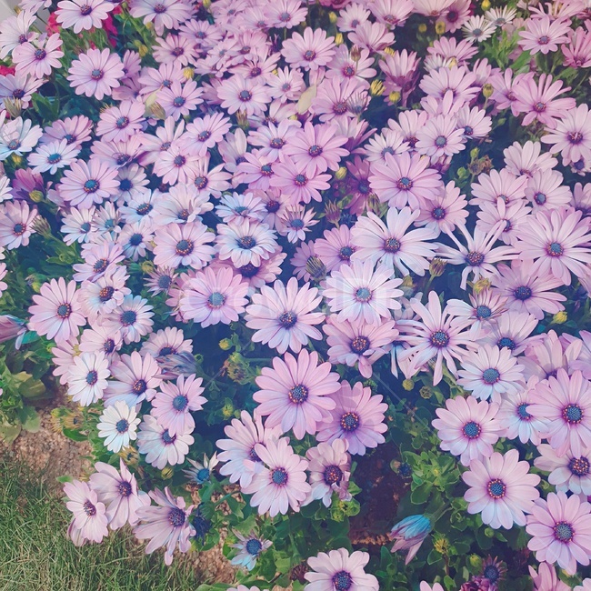 국화,데이지,데이지꽃,블루데이지,꽃,flower,국화꽃,africandaisy,오스테오스페르뭄속,일본데이지,식물,petal,꽃잎,floralleaf,식물,자연,plants,nature,꽃,flower