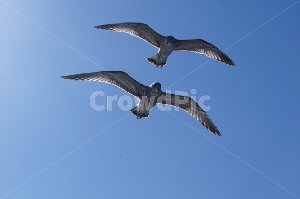 갈매기,하늘,날개,새,동물,자연,날다,스카이,파란색,조류,gull,seagull,sky,animal,bird,wings,fly,skyblue,blue,nature,동물,animal,조류,새,birds