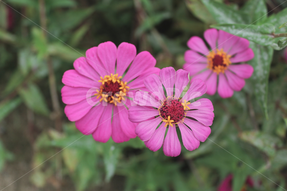 꽃,봄,flower,spring,식물