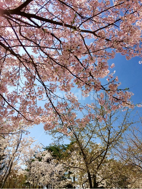 꽃,계절,봄,밪꽃,설레임