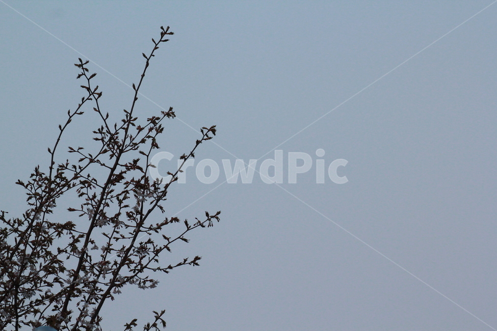 하늘,나무,아침,여백,봄,tree,sky,식물,자연,plants,nature,꽃,flower