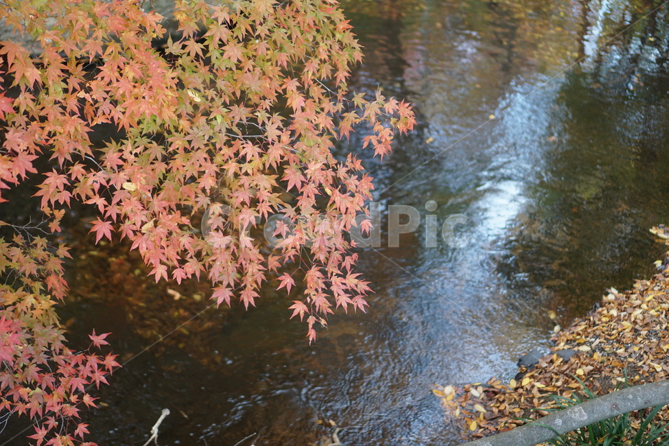 단풍,단풍놀이,가을,낙엽,가을산,힐링,가을,계절,fall,autumn,season,leaf,잎,plant,식물,tree,나무,maple,water,물