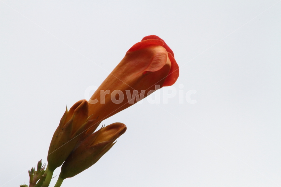 능소화,금등화,꽃,식물,chinesetrumpetcreeper,식물,자연,plants,nature,꽃,flower