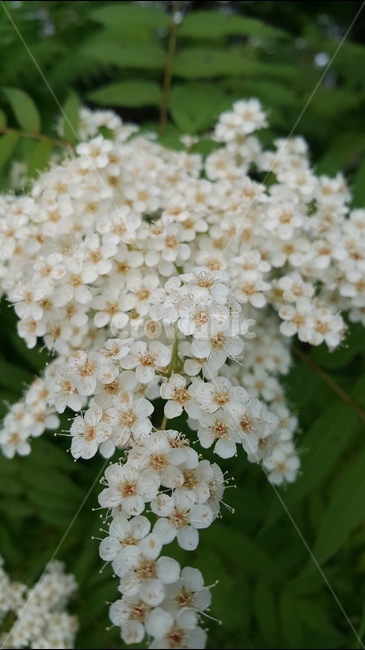 싱그러움,꽃,웨딩부케연상,옹기종기,여름,식물,자연,plants,nature,꽃,flower