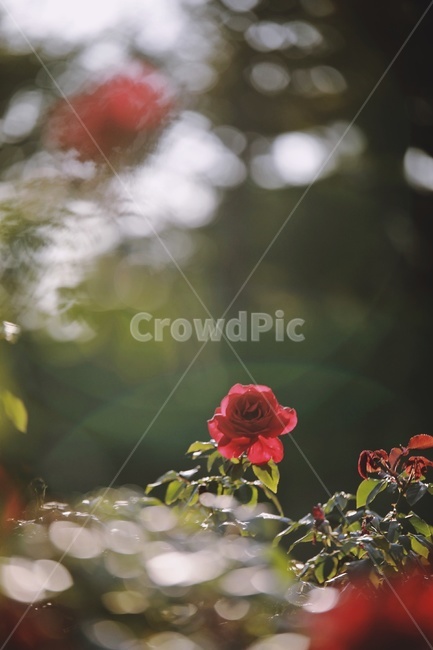 장미,붉은장미,rose,redrose,flower,꽃,식물,자연,plants,nature,꽃,flower