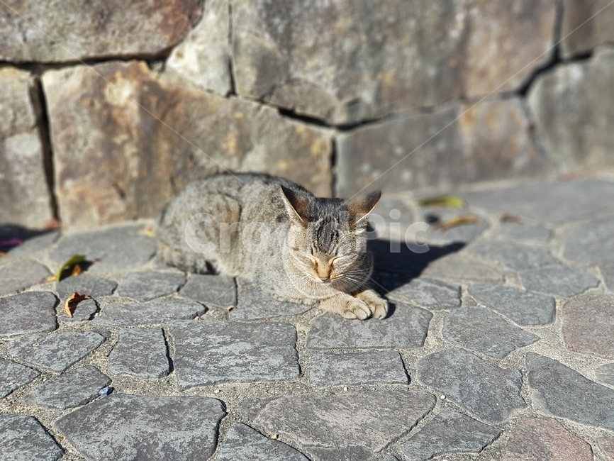 고양이,길고양이,길냥이,동물,cat