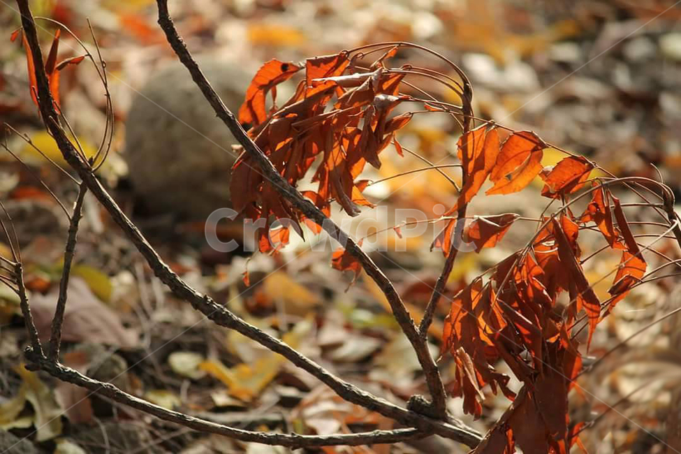leaf,잎,plant,식물,자연,nature,가을,계절,fall,autumn,season,tree,나무