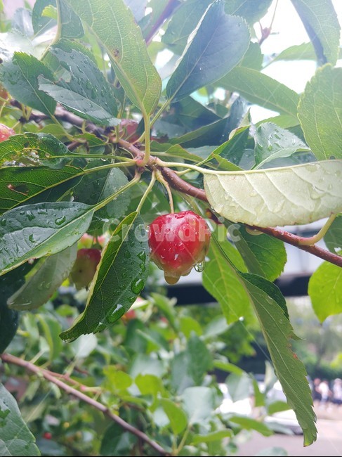 plant,fruit,과일,식물,apple,과일,열매,fruit