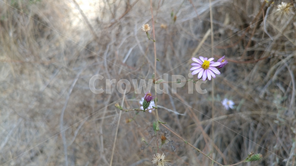 식물,켈리포니아,숲,아직도가을,야생화,꽃,작은꽃,California,sandaster,wildeflower,가을모드,켈리포니아의겨울,가을꽃,겨울꽃,생명력,식물,자연,plants,nature,꽃,flower