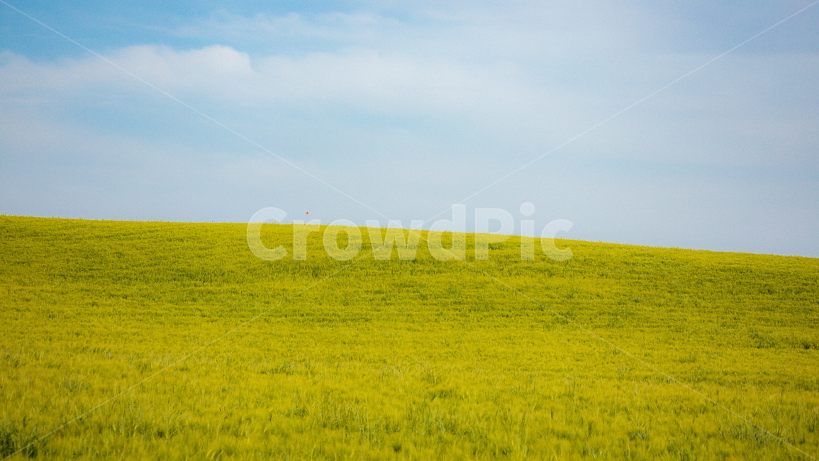 청보리,청보리밭,보리,풍경,landscape,고창청보리밭,봄,자연,풍경,nature,landscape,산업,industry,industrial,농업,농사,agriculture,farming,farming industry,field,들,grassland,목초지,outdoors,옥외,farm,농장,rural,농촌,meadow