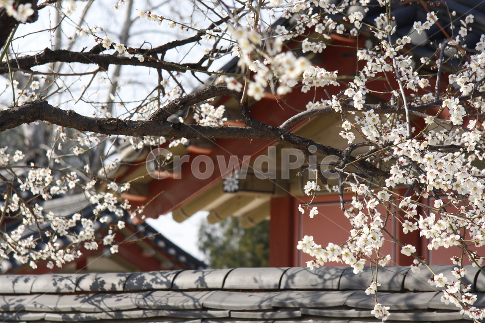 식물,plant,cherryblossom,벚꽃,blossom,flower,궁궐,지붕,집