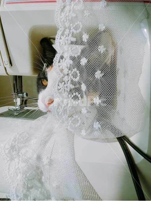 고양이,카오스,매력적인,cat,korea,코리안숏헤어,동물,animal,포유류,mammal,고양이,cat,kitten,kitty