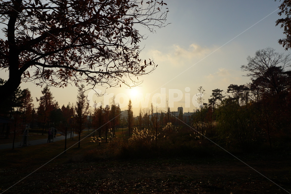 풍경,노을,나무,갈대,하늘,가을,계절,fall,autumn,season,자연,풍경,nature,landscape,flare,플레어,light,빛,outdoors,옥외,sunlight,햇빛,dusk,황혼,sunset,일몰,dawn,새벽,sky,red sky,붉은 하늘