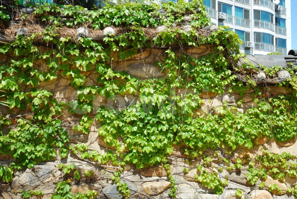 담장,넝쿨,자연,식물,아파트,줄기,봄,여름,계절,기와집,돌,절,식물,자연,plants,nature