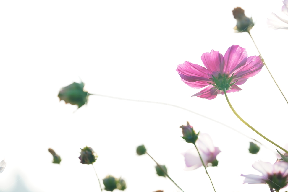 꽃,플라워,코스모스,가을,계절,생물,식물,plant,flower,꽃잎,식물,자연,plants,nature,꽃,flower