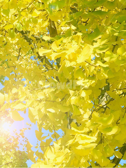 식물,은행잎,나무,햇빛,가을,가을,계절,fall,autumn,season,leaf,잎,plant,tree