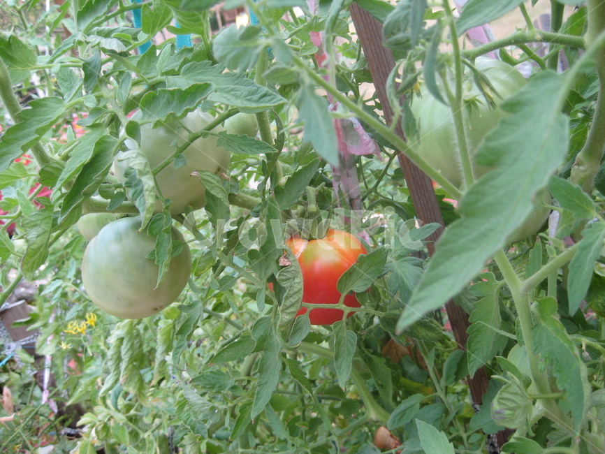 토마토,tomato,식물,plant,friut,과일,열매,fruit,농업,농사,agriculture,farming,farming industry