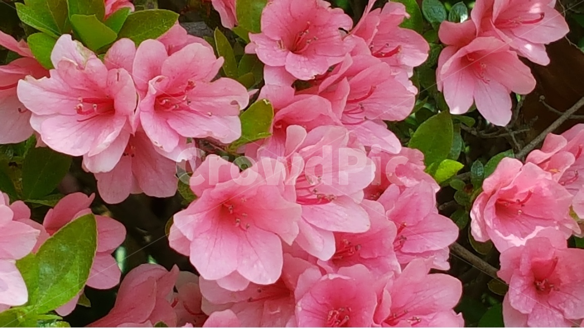봄,철쭉,분홍색,식물,꽃,자연,식물,자연,plants,nature,꽃,flower