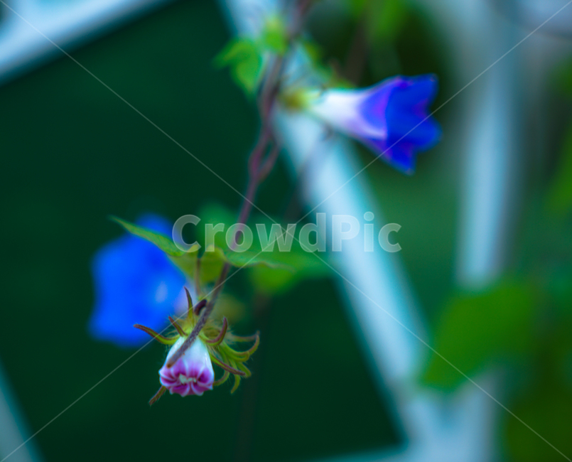 나팔꽃,꽃,들꽃,야생화,넝쿨,식물,자연,식물,자연,plants,nature,꽃,flower