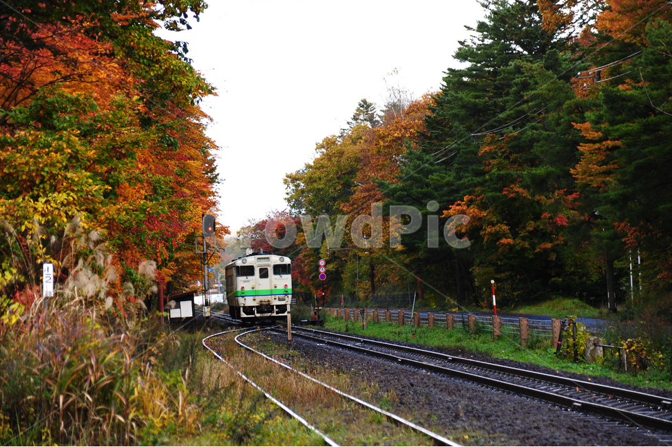 일본,홋카이도,오누마공원,단풍,철길,열차,가을,건널목,가을,계절,fall,autumn,season,자연,풍경,nature,landscape,교통,교통수단,traffic,transportation,railway,철도,train track,기찻길,rail,레일,train,기차,vehicle,차량