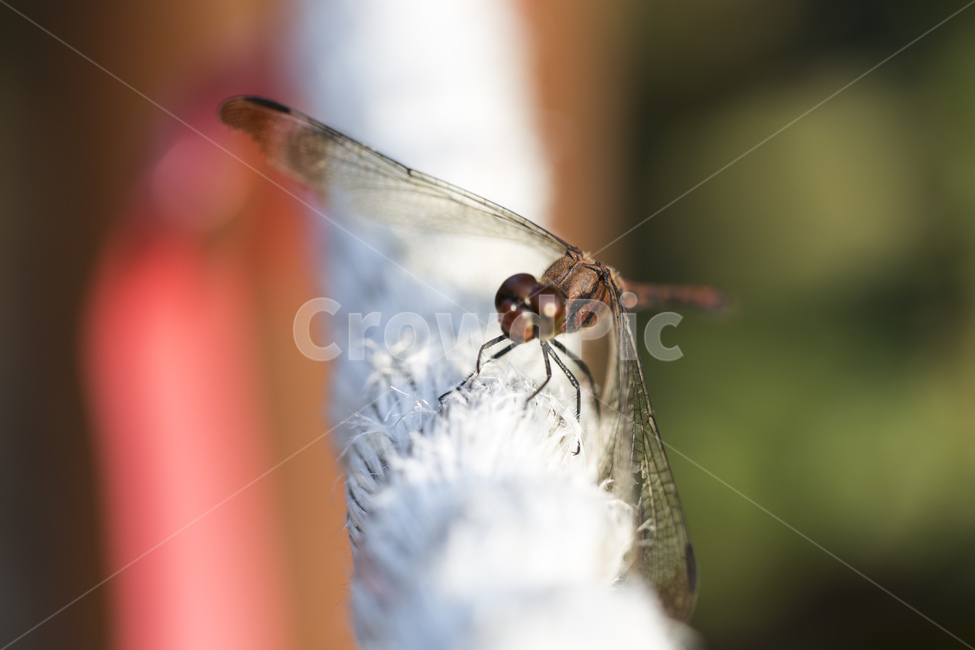 잠자리,곤충,절지동물,날개,밧줄,줄,가을,자연,접사,동물,animal,곤충,벌레,insect,bug