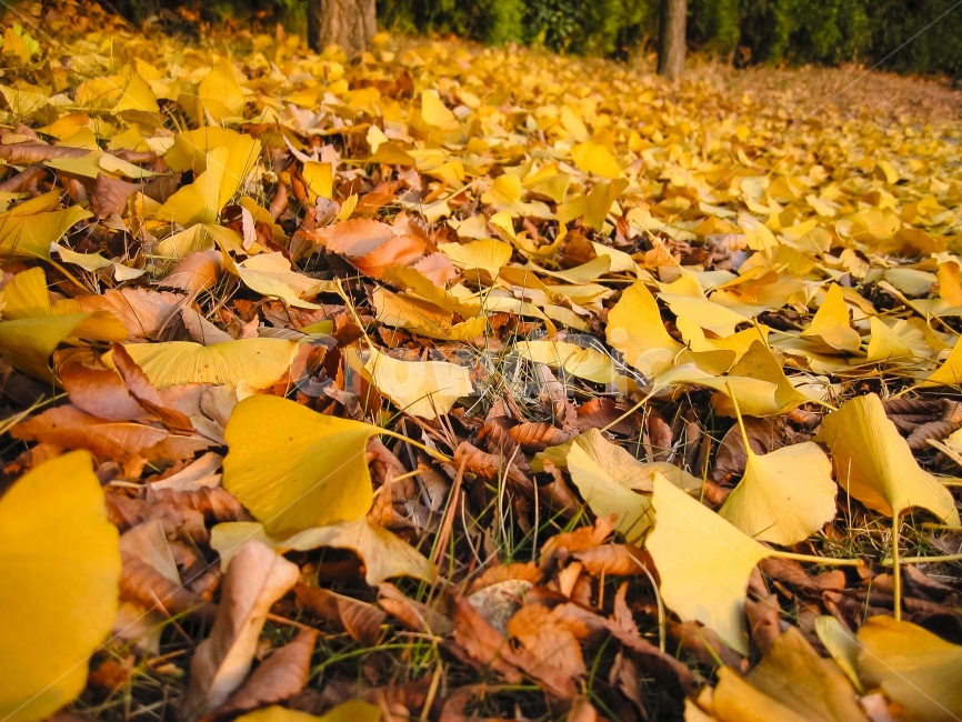 낙엽,은행나무,은행잎,가을,황금빛,ginkgoleaf,가을,계절,fall,autumn,season,식물,자연,plants,nature,plant,leaf,잎,tree,나무,ground,바닥