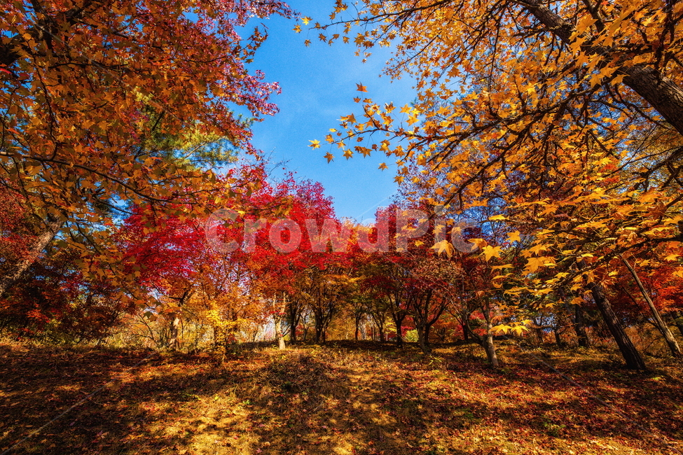 단풍,가을풍경,풍경,가을,가을날,landscape,가을길,가을,계절,fall,autumn,season,자연,풍경,nature,landscape,leaf,잎,plant,식물,tree,나무,maple