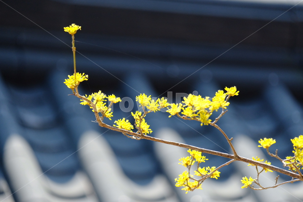 plant,식물,blossom,flower,꽃,산수유,봄,계절,spring,season