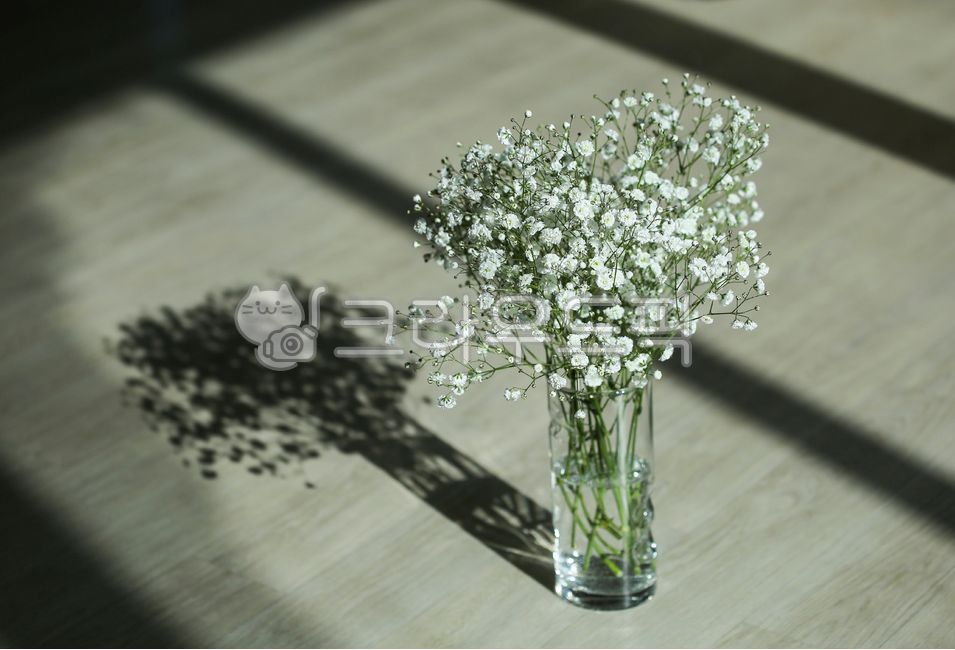 햇빛,안개꽃,꽃병,plant,식물,babysbreath,햇살,실내용화초,화분,화초,house plant