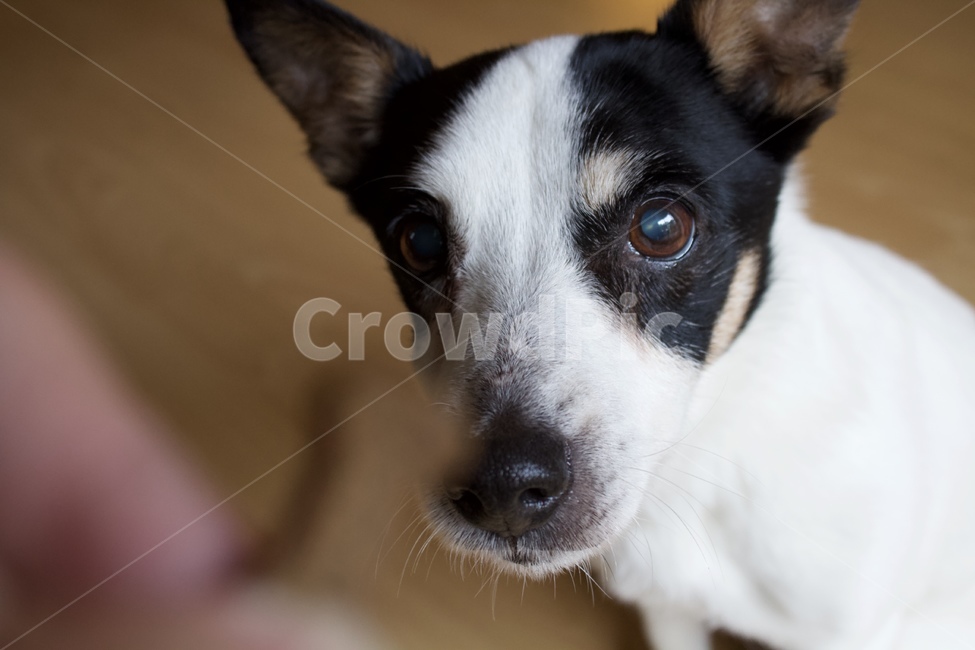 잭러셀테리어,pet,animal,동물,포유류,dog,개,동물,animal,포유류,mammal,개,강아지,dog,doggy
