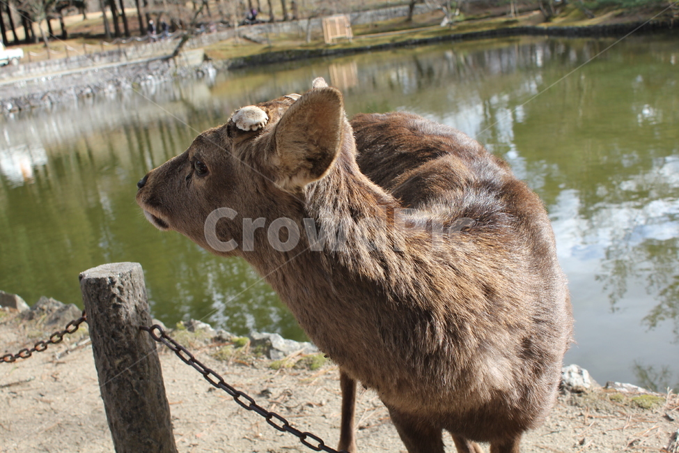 사슴공원,일본,사슴,japan,아기사슴,사슴클로즈업,동물,animal,포유류,mammal