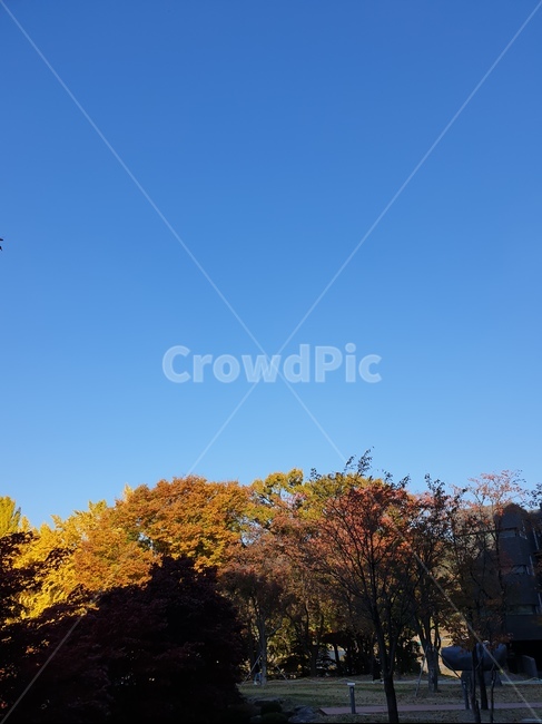파란하늘,가을,높은하늘,푸른하늘,단풍