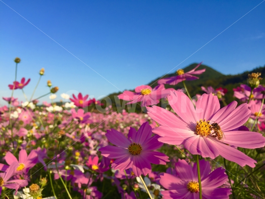 가을,코스모스,꿀벌,하늘,코스모스축제,북천,꽃,가을,계절,fall,autumn,season,식물,자연,plants,nature,꽃,flower,plant