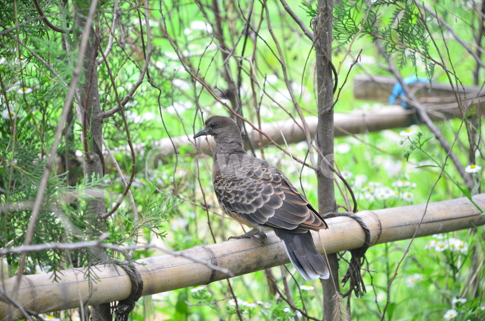 비둘기,산비둘기,새,조류,동물,animal,bird,동물,animal,조류,새,birds