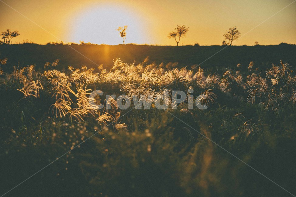 가을,노을,해질녘,자연,감성,sunset,가을,계절,fall,autumn,season,grass,잔디,plant,식물,nature,outdoors,옥외