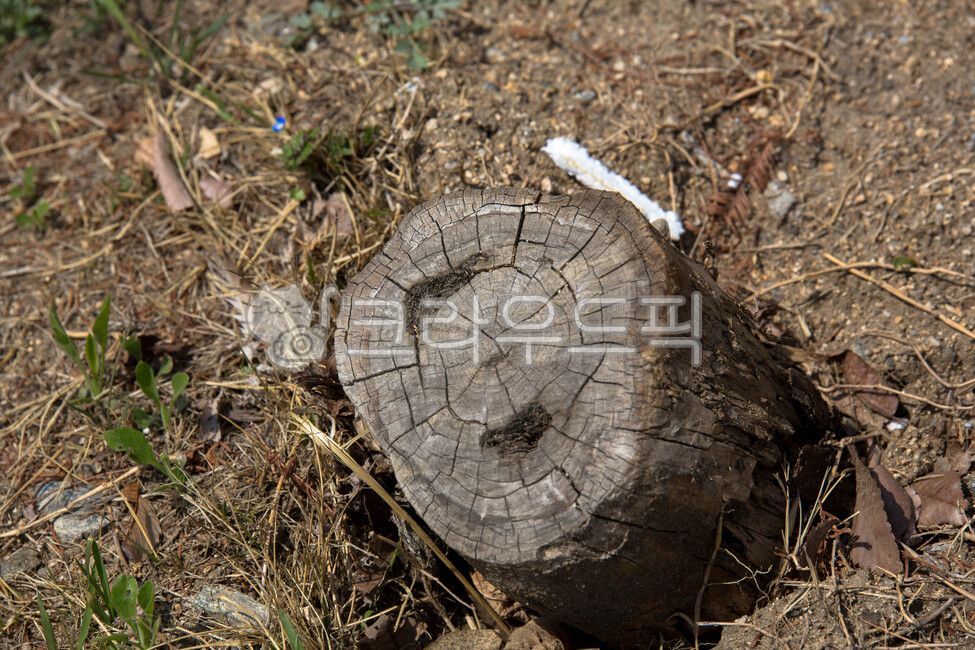 annual zone,stub,tree,felling,treestump