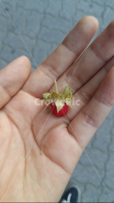 뱀딸기,손,손가락,사람,인간,person,human,finger