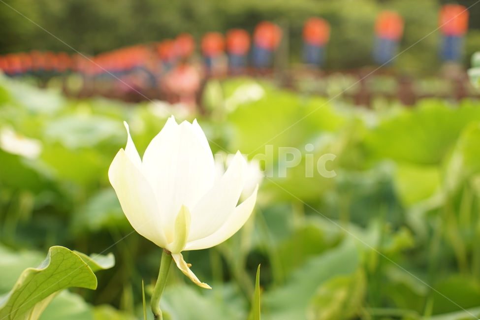 연꽃,여름,여름연꽃,꽃,한국,식물,자연,plants,nature,꽃,flower