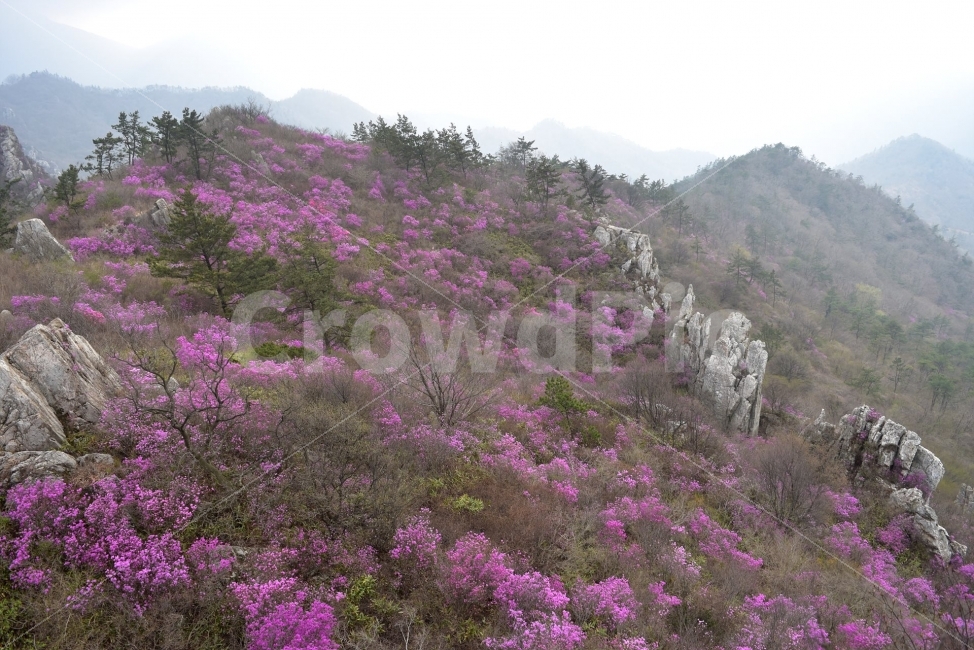주작산,덕룡산,진달래,풍경,기암,바위,비경,봄풍경,분홍색,진달래꽃,강진,명산,산행,등산,마운틴,자연,풍경,nature,landscape,봄,계절,spring,season,plant,식물,outdoors,옥외