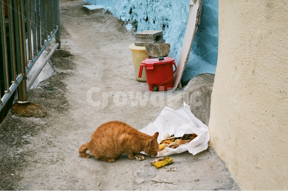 색감,고양이,도둑고양이,주워먹기,필름,동물,animal,포유류,mammal,고양이,cat,kitten,kitty