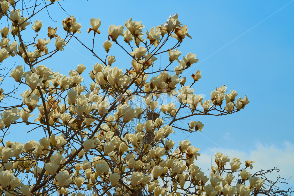 목련,목련꽃,목련나무,꽃,식물,하늘,구름,꽃봉오리,봄,blooming,flower,sky,cloud,bud,tree,magnolia