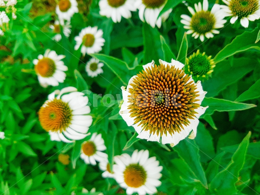 꽃,식물,봄,여름,초록,노랑,식물,자연,plants,nature,꽃,flower
