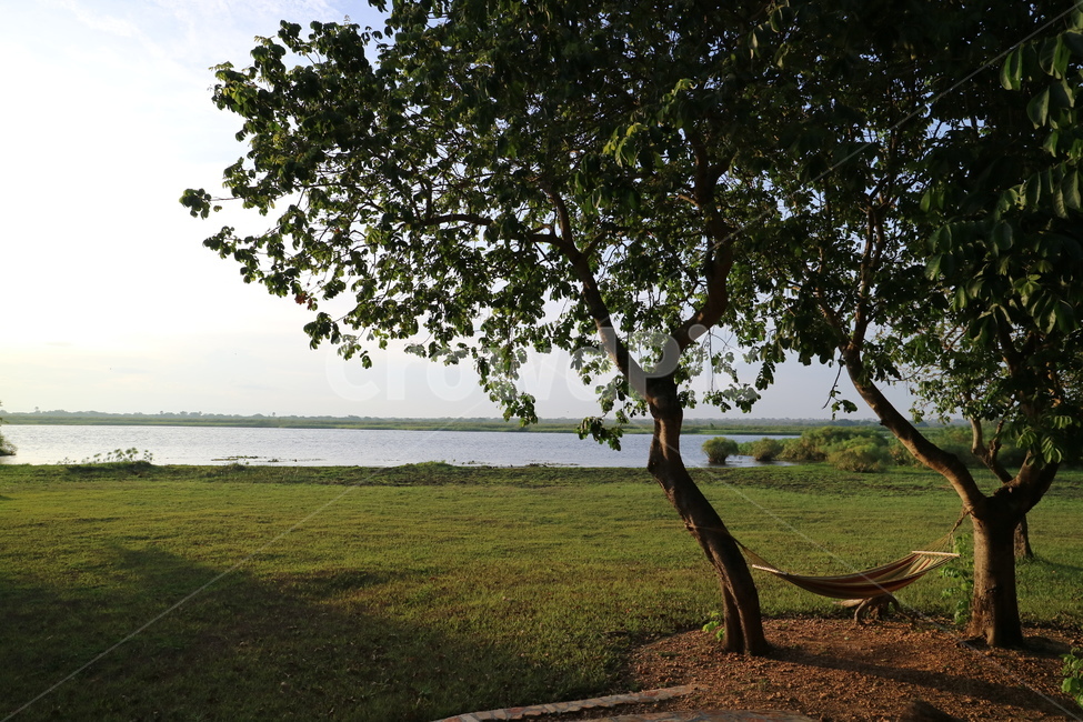 아프리카,사파리,자연,나일강,폭포,safari,africa,자연,풍경,nature,landscape,tree,나무,plant,식물,tree trunk,나무 줄기