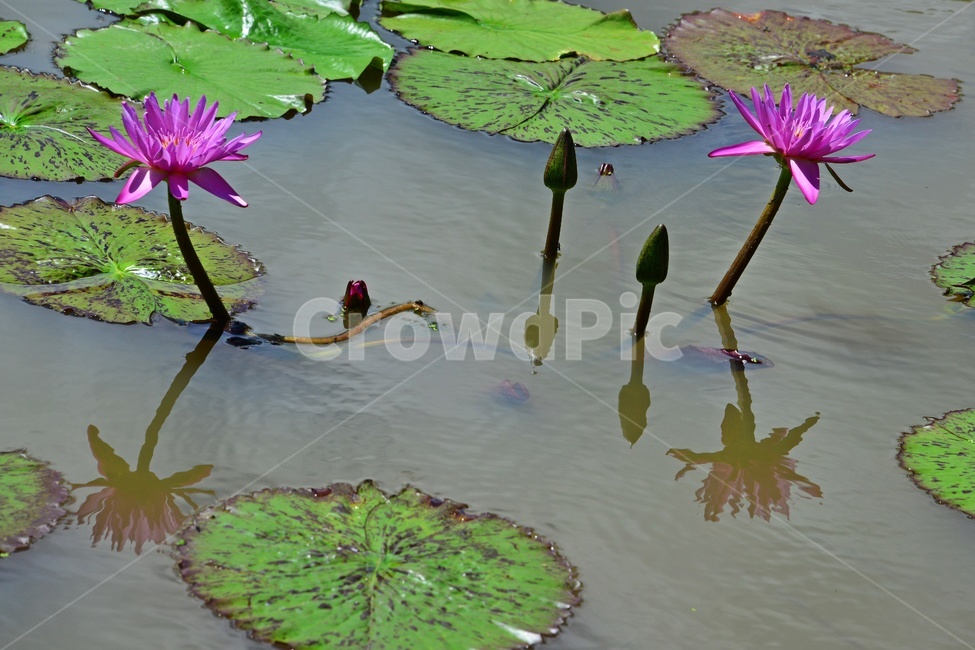 plant,식물,flower,blossom,꽃,leaf,잎,outdoors,옥외,nature,자연,수련,연잎,연못,물,홍연